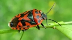 Ako sa zbaviť chýb vojakov